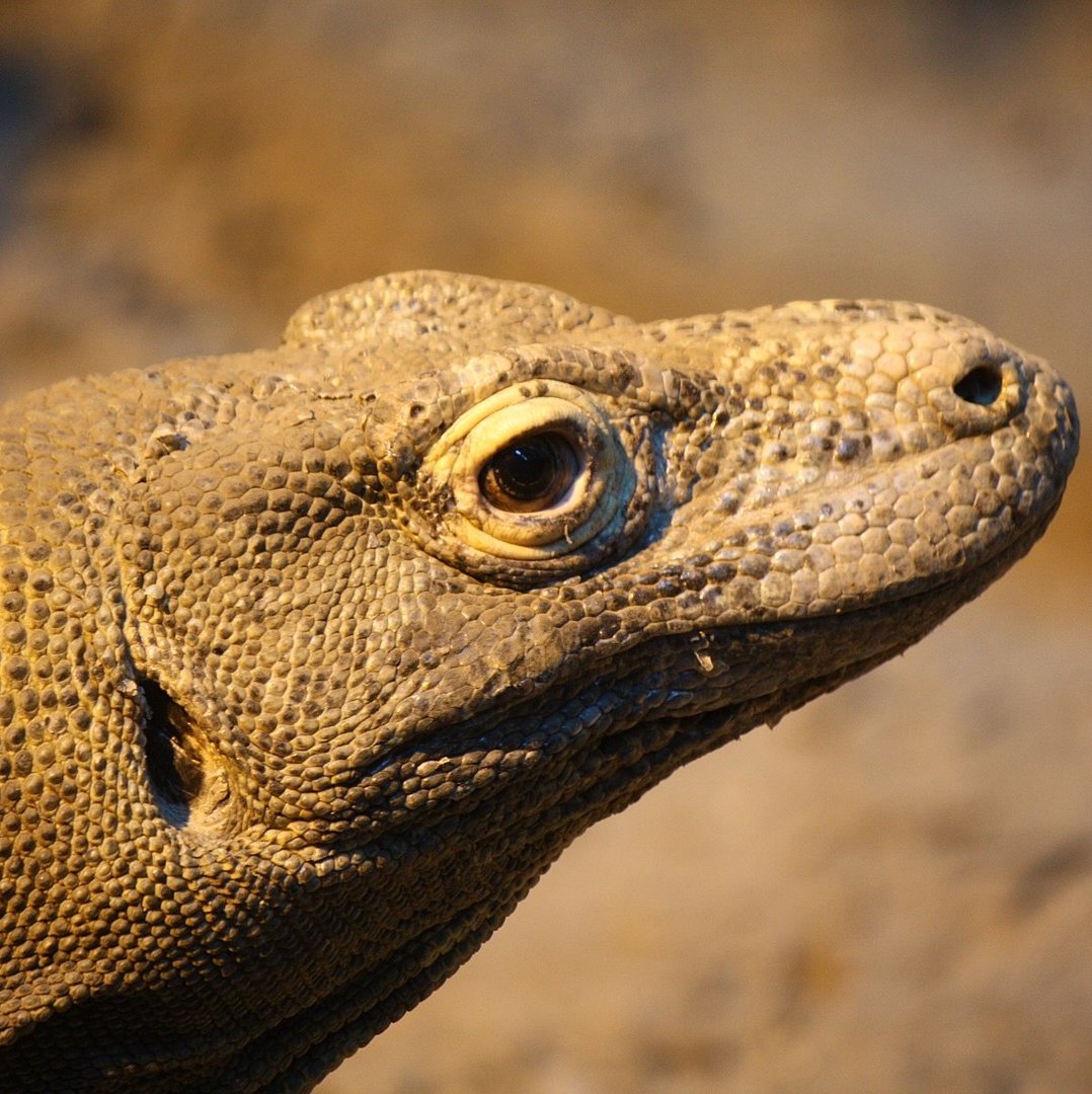 Komodo Dragons — City of Albuquerque