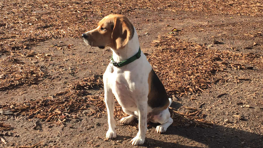 Mutts Canine Cantina to open location in Allen Dallas Business Journal