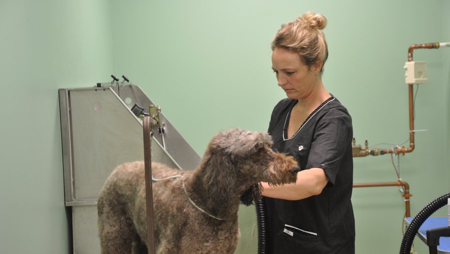 Why Matt Sames invested in Pet Lodge franchises instead of sandwich or