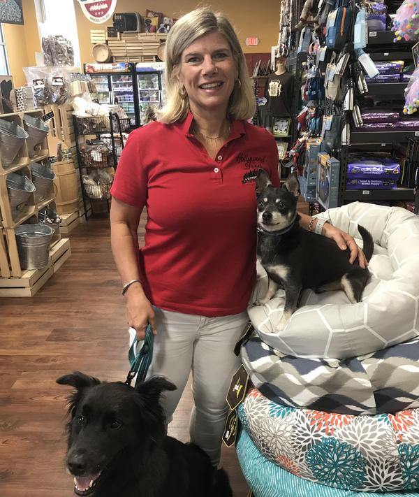 hollywood feed dog food