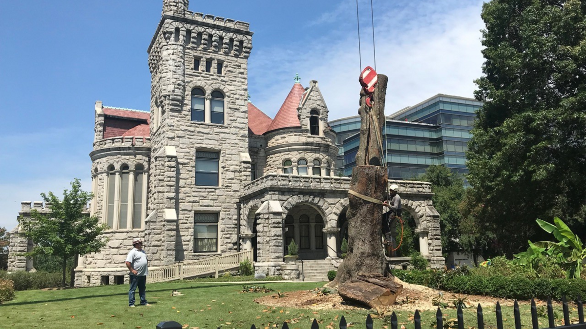 Historic magnolia tree cut down in front of Trust's Rhodes Hall