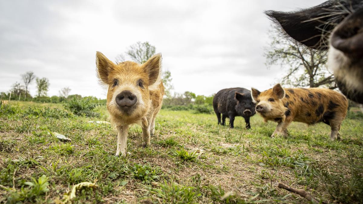 Viewpoint Texas Farmers Ranchers Desperately Need This To Happen
