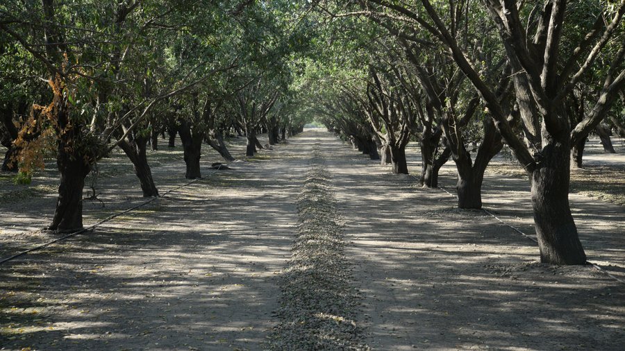 Capay Valley Orchards