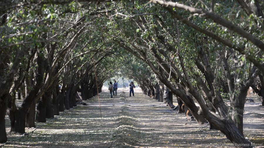 Capay Valley Orchards