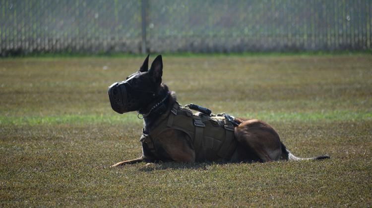 service dog training at home