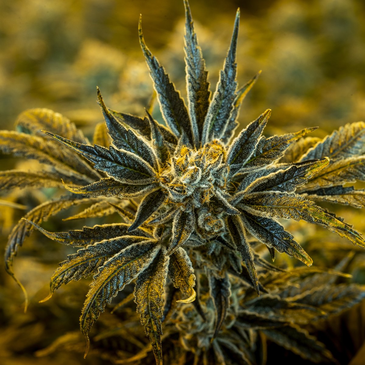 Lawmaker wants Arizonans to vote again on medical marijuana – Cronkite News