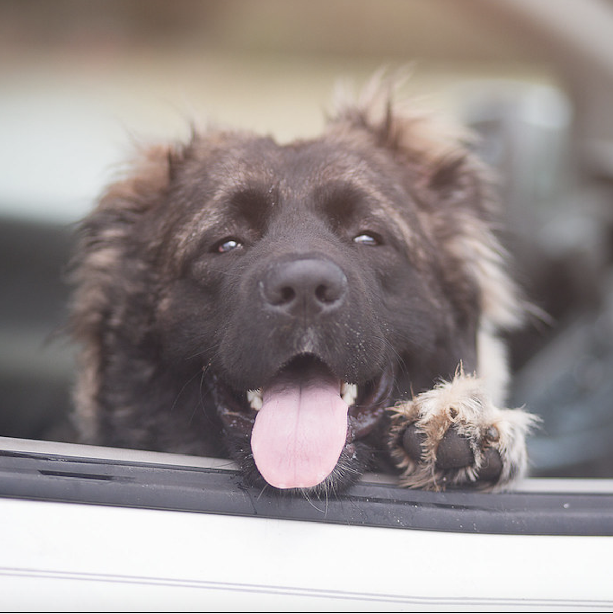 can dogs ride in uber