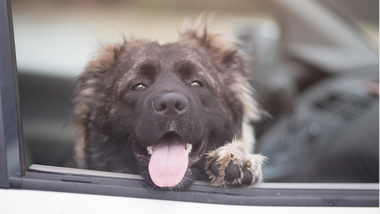 can you bring dogs into an uber