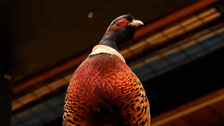 A stuffed pheasant named Overland, after which the company is named after, sits over looking the employees at Overland Partners.