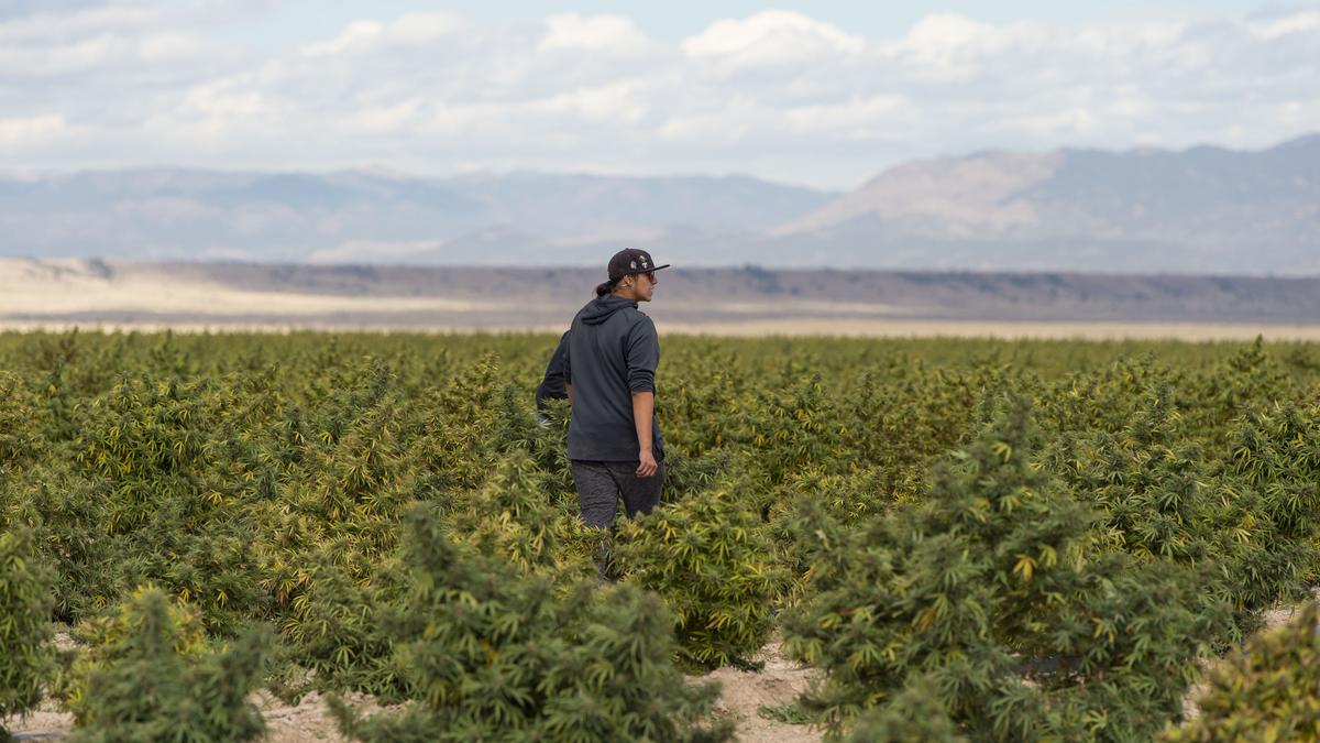 What we've learned from Colorado's first hemp harvest since federal