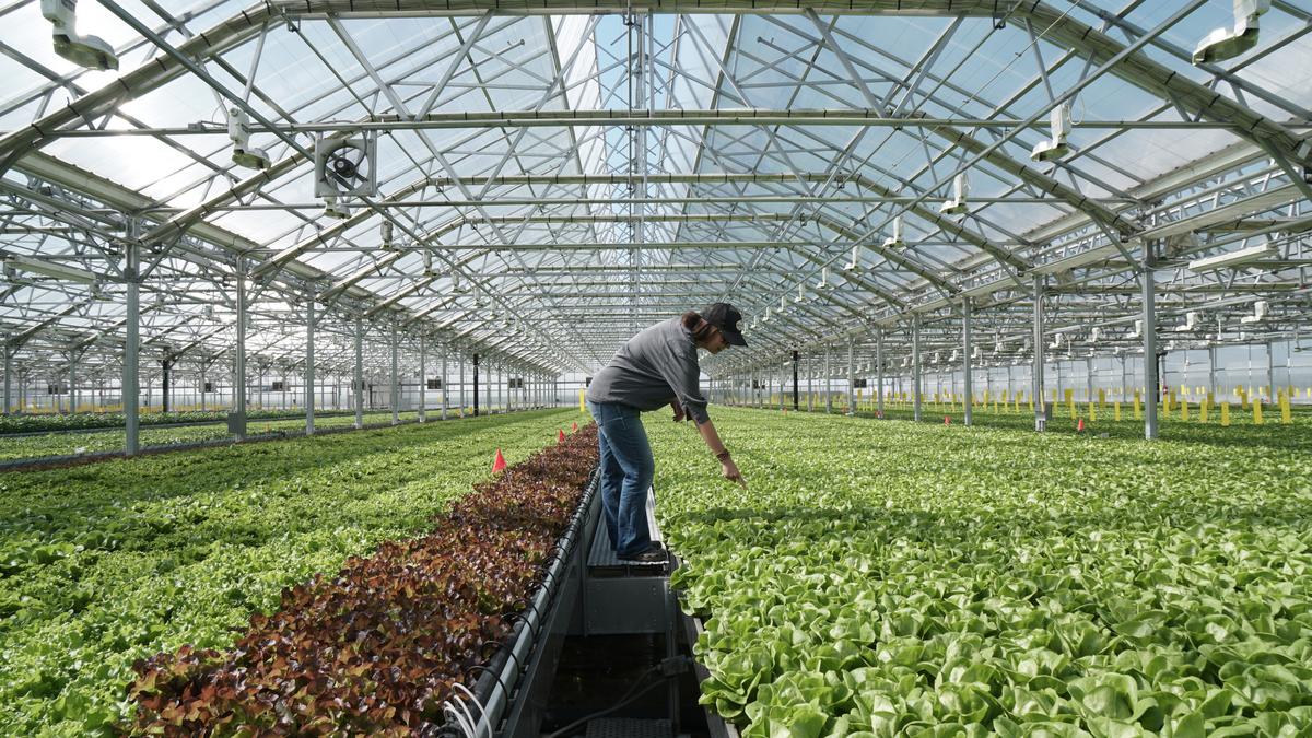 Gotham Greens Opens New Greenhouse In Colorado As Local Businesses