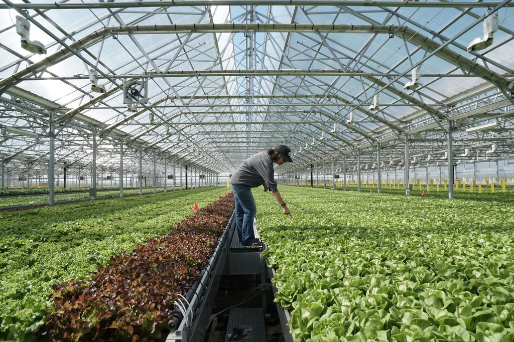 Gotham Greens opens new high-tech greenhouse in Providence, Rhode