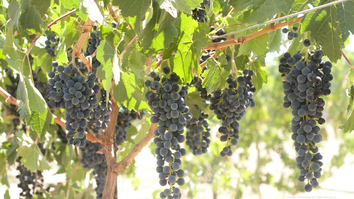 Uc Davis Releases New Wine Grape Varieties Sacramento Business Uc Davis Releases New Wine Grape