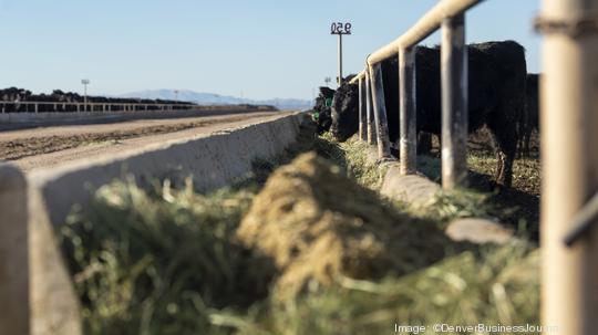 Five Rivers Cattle Feeding