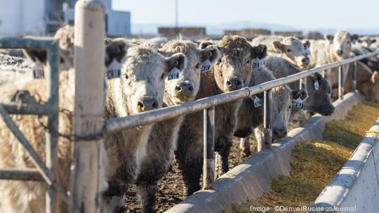 Cattle farming