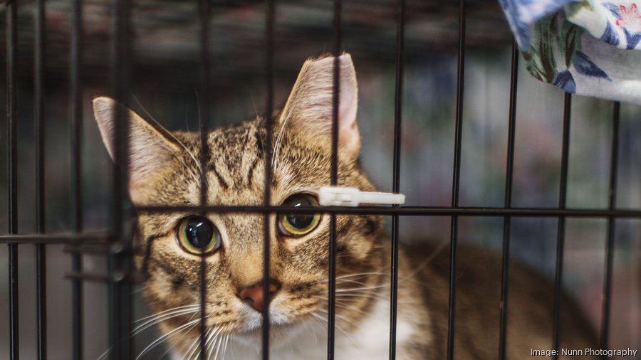 Alley Cat Advocates opens new headquarters Louisville Business First