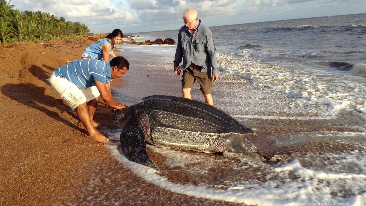 Turtle conservationist Peter Pritchard of Chelonian Research Institute ...