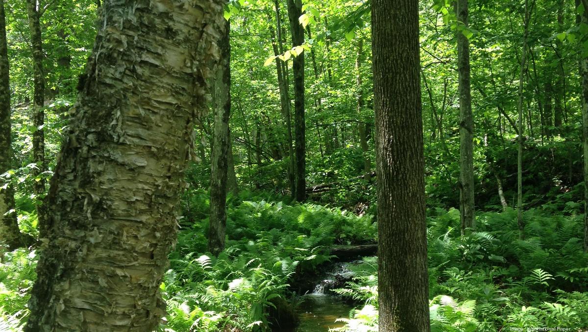 The Conservation Fund buys 72,440 acres of Minnesota forestland from
