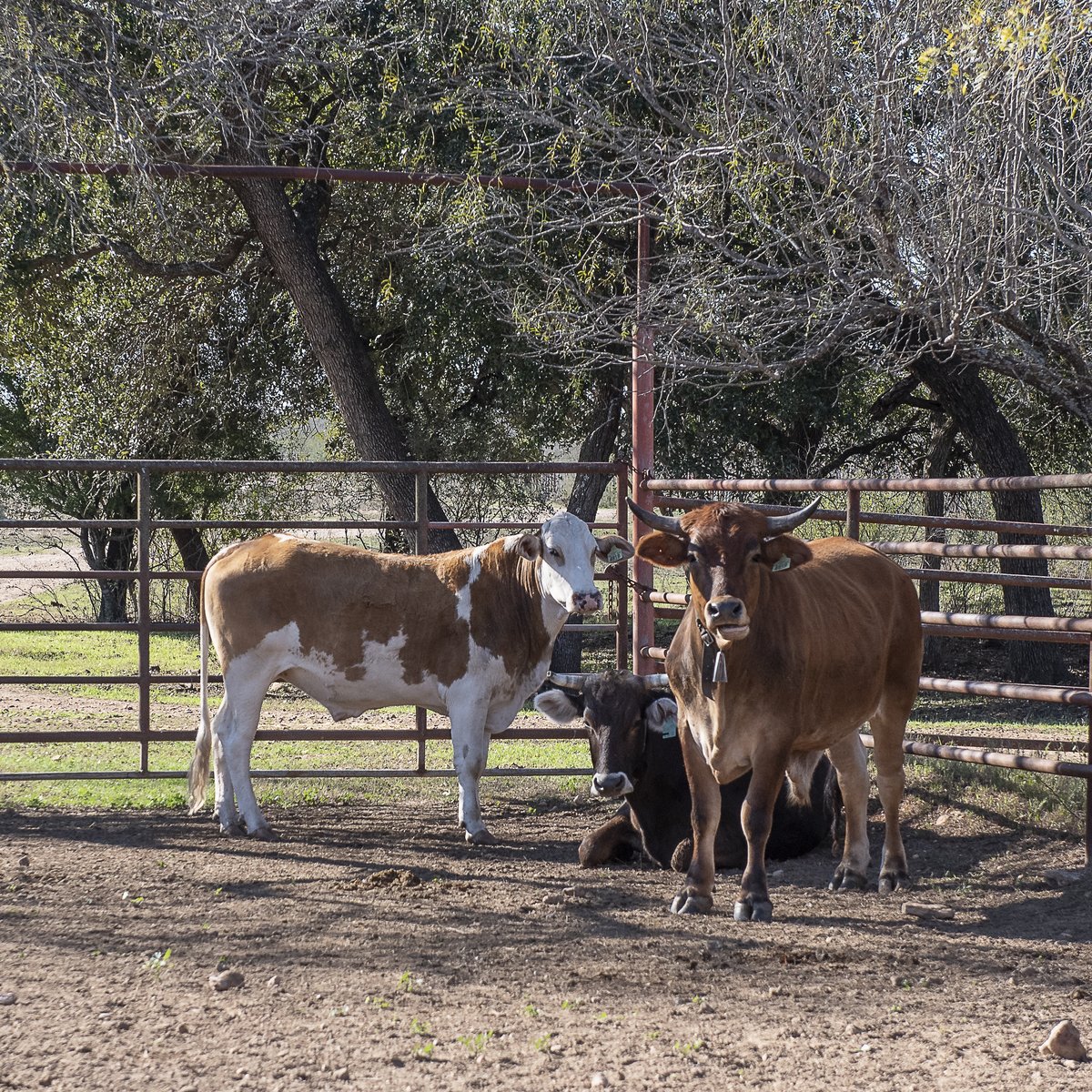 Light Up Cow Pen