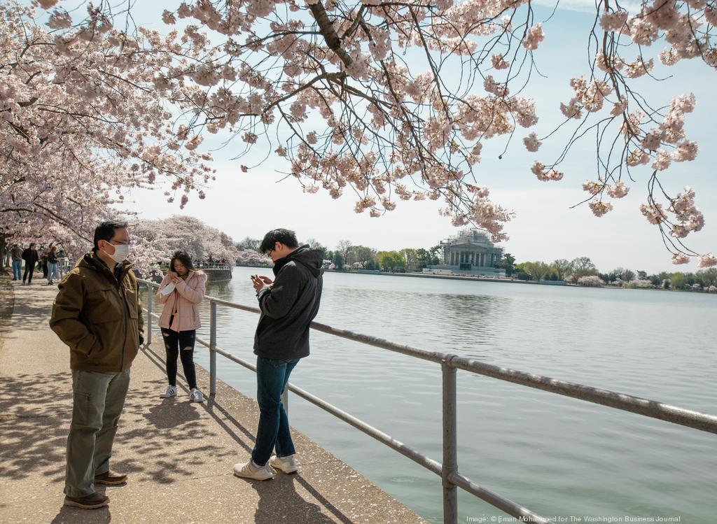 National Cherry Blossom Festival: What You Need to Know - ABC News