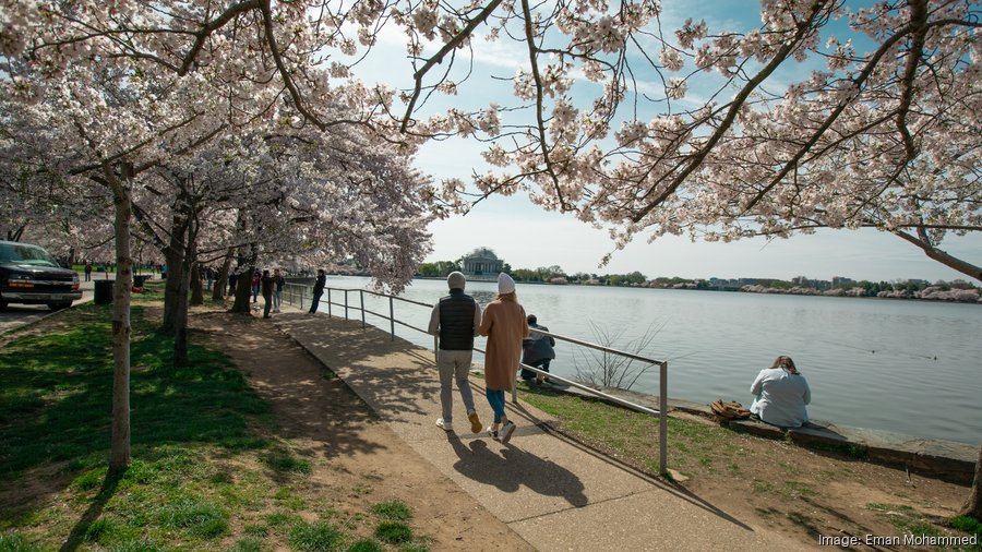 See the National Mall cherry blossom bloom for yourself with BloomCam