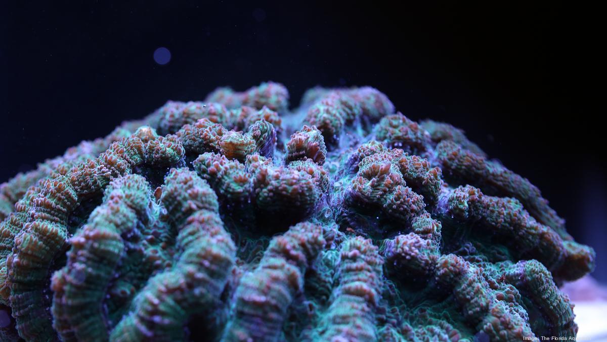Florida Aquarium coral reef restoration Tampa Bay Business Journal