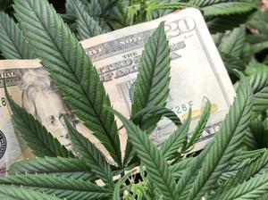 Medical cannabis plant growing and twenty dollar USA currency bill