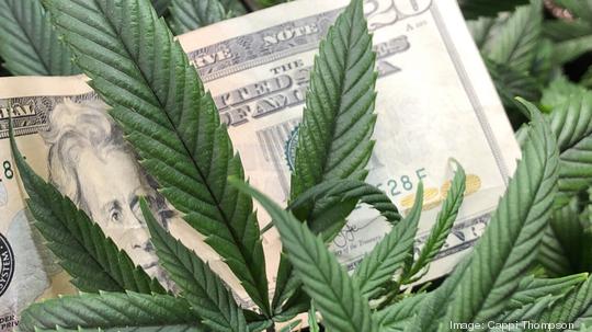 Medical cannabis plant growing and twenty dollar USA currency bill