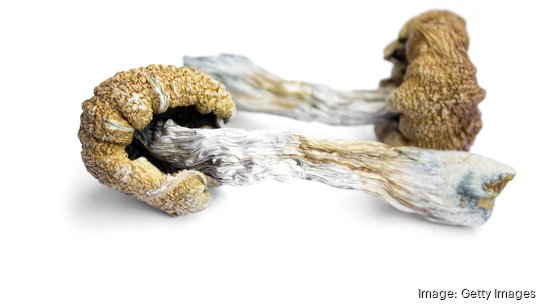 Hallucinogenic Magic Mushrooms. Dried Shrooms. Psilocybin Mushrooms Picture.