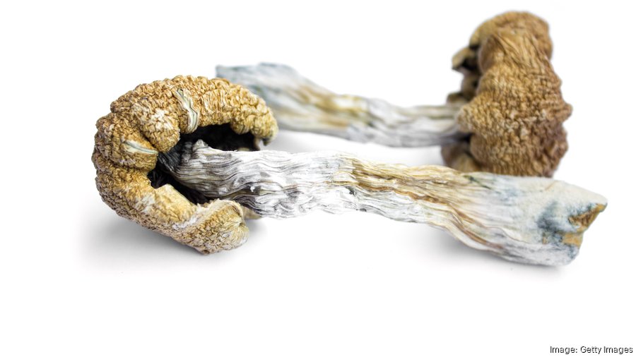 Hallucinogenic Magic Mushrooms. Dried Shrooms. Psilocybin Mushrooms Picture.