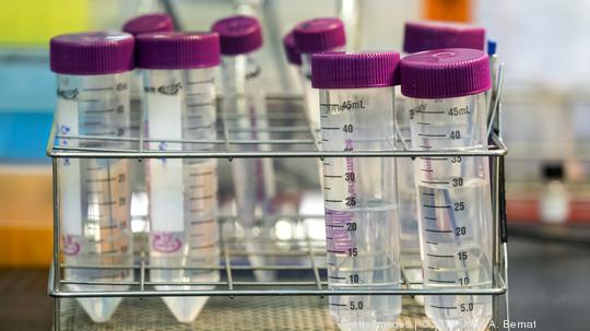 A row of  pipes of scientific samples in a laboratory of molecular biology. Spain