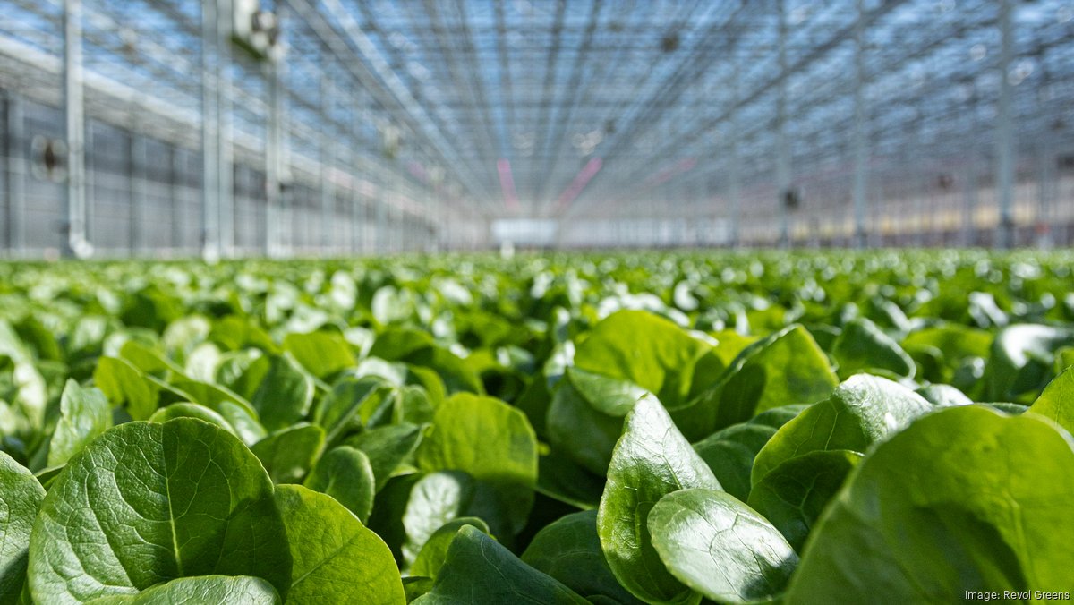 Lettuce grower Revol Greens warns of shutdown, layoffs in Minnesota, Texas - Minneapolis / St. Paul Business Journal