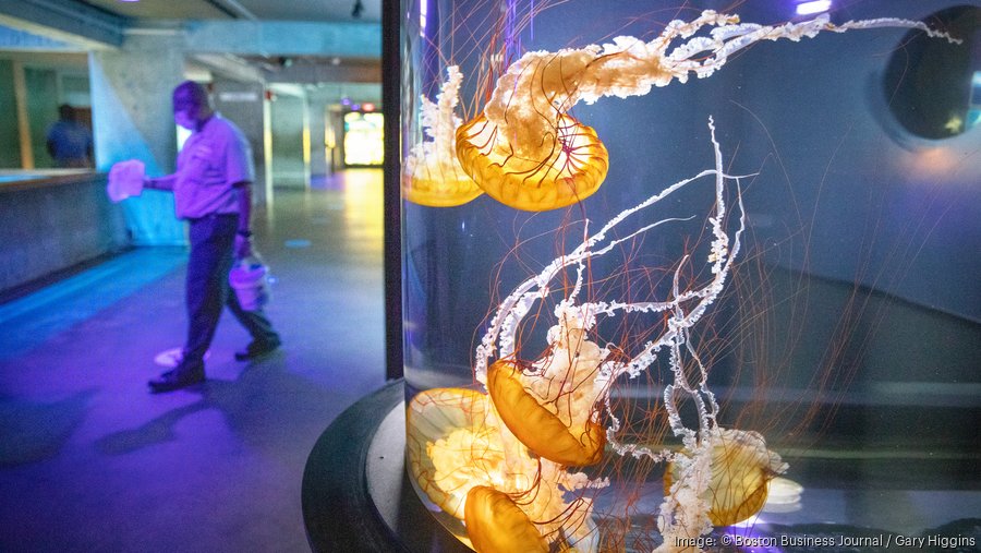 New England Aquarium CEO 'can't wait' to reopen Feb. 5 Boston