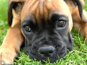 Boxer_puppy_fawn_portrai