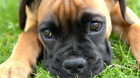 Boxer_puppy_fawn_portrai