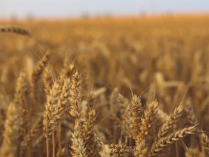 field-summer-countryside-autumn