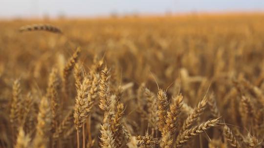 field-summer-countryside-autumn