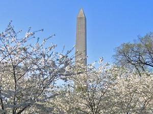 Cherry_Blossoms_and_Washington_Monument