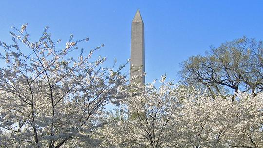 Cherry_Blossoms_and_Washington_Monument