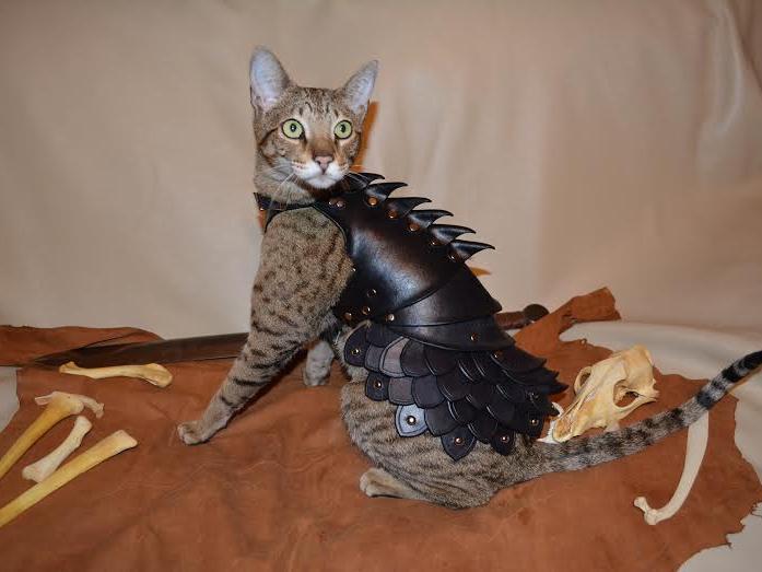 BostInno This Boston Studio Is Selling 'Cat Battle Armor,' Because