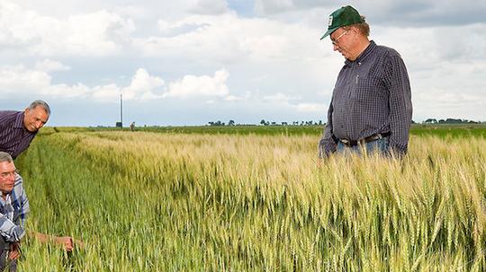 10050-agricultural-engineers-examining-a-wheat-field-pv