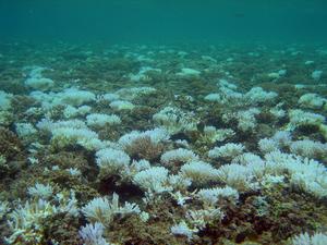 Coral-Bleaching-NOAA