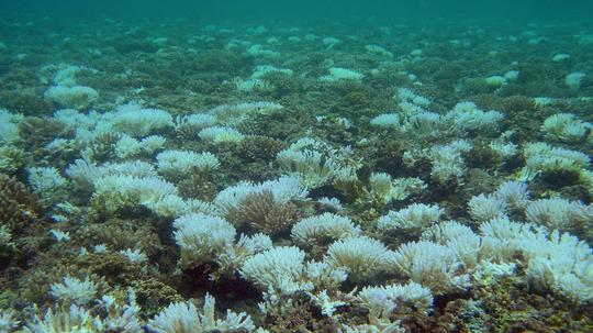 Coral-Bleaching-NOAA