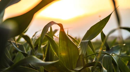 nature-field-sun-agriculture