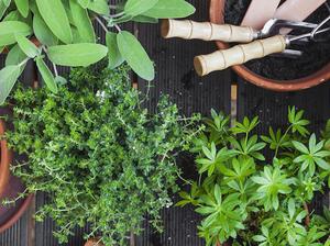 Planting culinary herbs on balcony