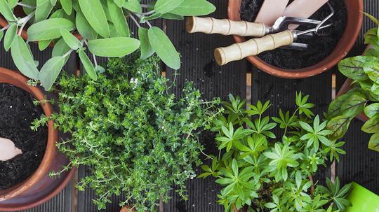 Planting culinary herbs on balcony