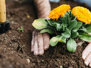 Man planting flowers in his garden