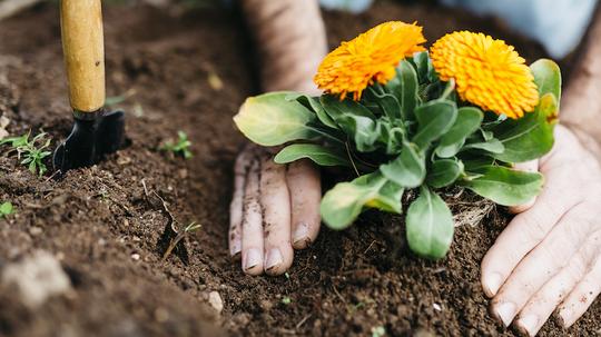 Man planting flowers in his garden