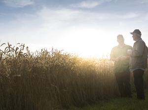 Caucasian men talking near field of wheat