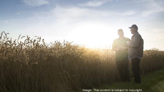 Caucasian men talking near field of wheat